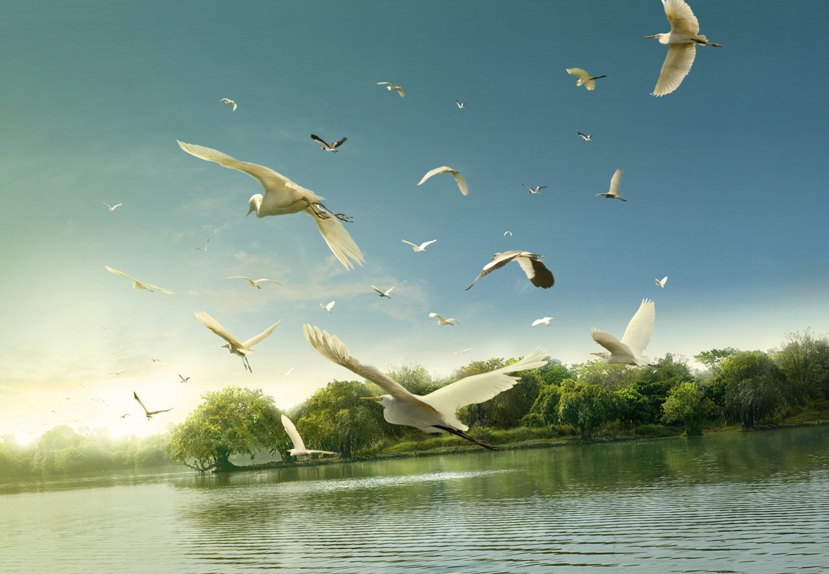 Birds lifting off across a wetland in flat morning light